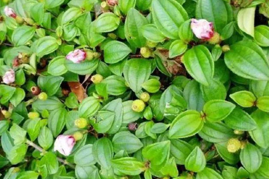 油茶是一類山茶類植物，油茶的功效與作用